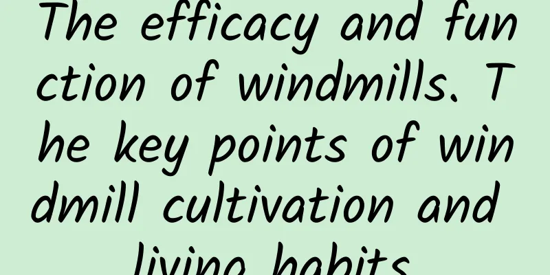 The efficacy and function of windmills. The key points of windmill cultivation and living habits.