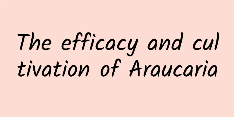 The efficacy and cultivation of Araucaria