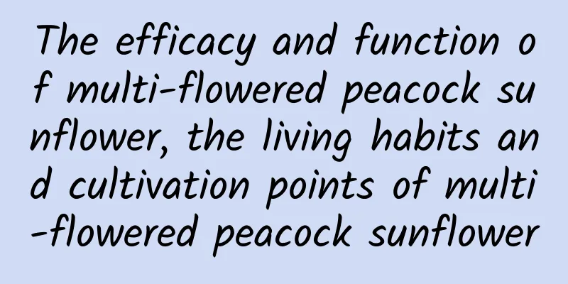 The efficacy and function of multi-flowered peacock sunflower, the living habits and cultivation points of multi-flowered peacock sunflower