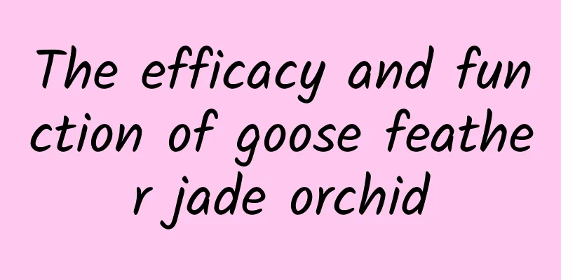 The efficacy and function of goose feather jade orchid