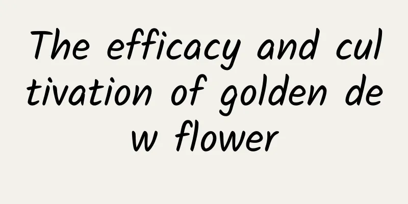 The efficacy and cultivation of golden dew flower