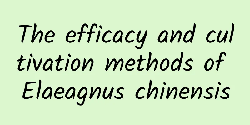 The efficacy and cultivation methods of Elaeagnus chinensis