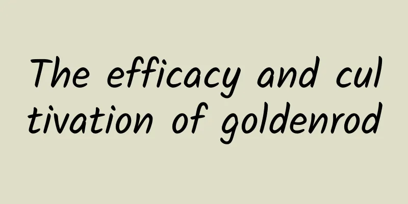 The efficacy and cultivation of goldenrod