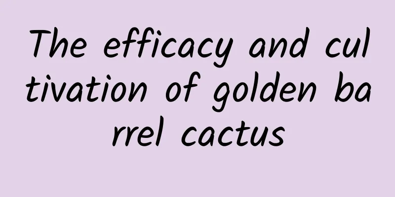 The efficacy and cultivation of golden barrel cactus