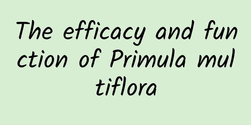 The efficacy and function of Primula multiflora