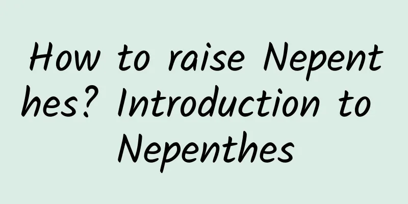 How to raise Nepenthes? Introduction to Nepenthes