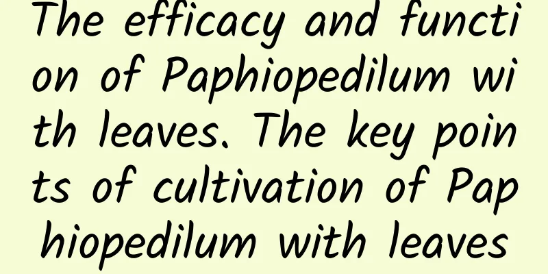 The efficacy and function of Paphiopedilum with leaves. The key points of cultivation of Paphiopedilum with leaves