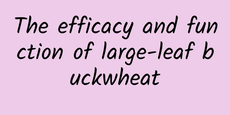 The efficacy and function of large-leaf buckwheat