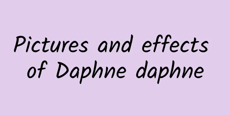 Pictures and effects of Daphne daphne