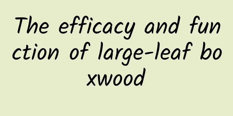 The efficacy and function of large-leaf boxwood