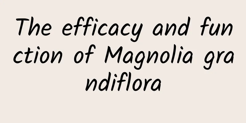 The efficacy and function of Magnolia grandiflora