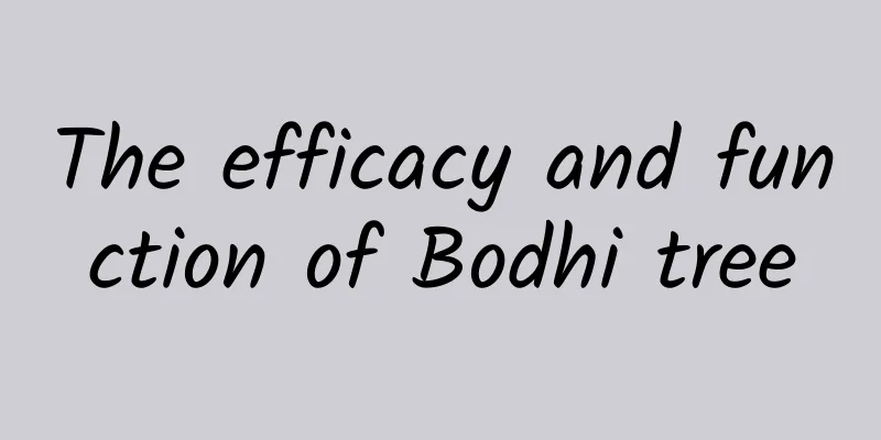 The efficacy and function of Bodhi tree