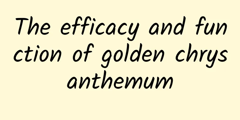 The efficacy and function of golden chrysanthemum