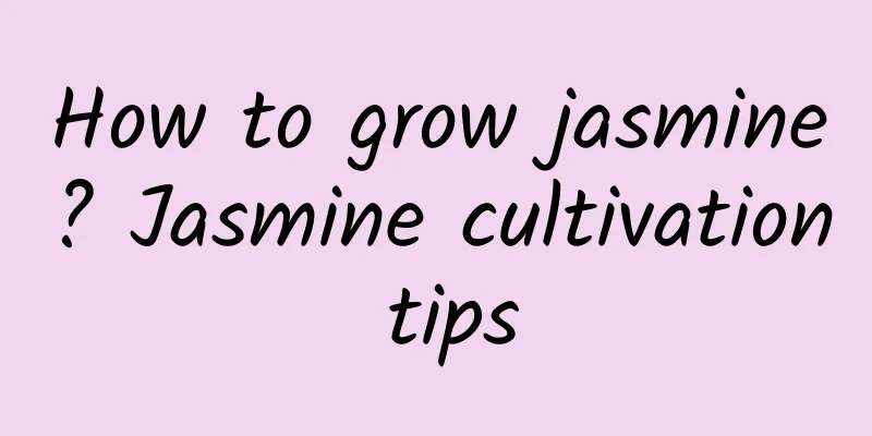 How to grow jasmine? Jasmine cultivation tips