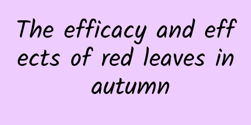 The efficacy and effects of red leaves in autumn