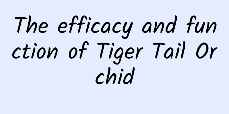 The efficacy and function of Tiger Tail Orchid