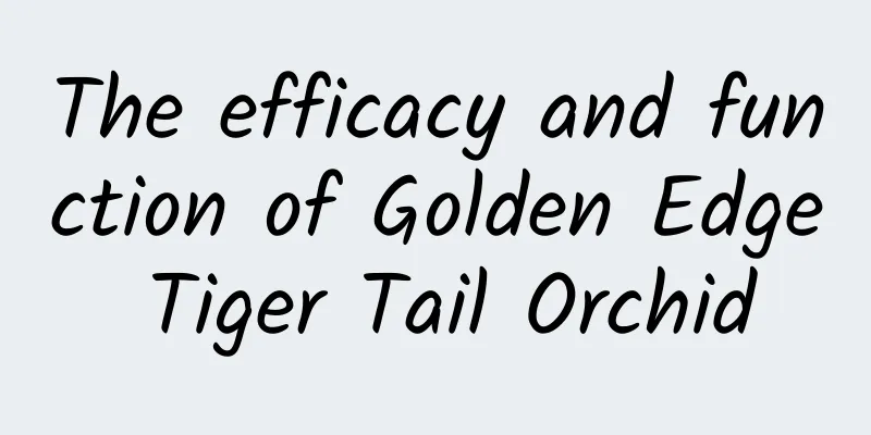 The efficacy and function of Golden Edge Tiger Tail Orchid