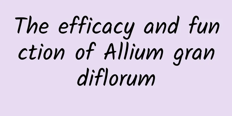 The efficacy and function of Allium grandiflorum