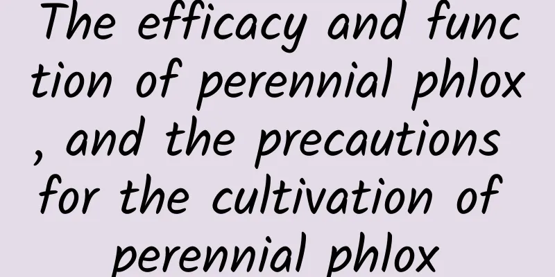 The efficacy and function of perennial phlox, and the precautions for the cultivation of perennial phlox