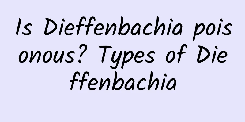 Is Dieffenbachia poisonous? Types of Dieffenbachia