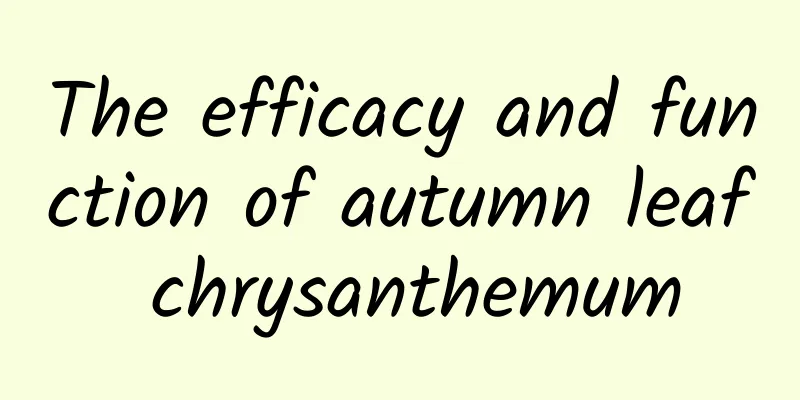 The efficacy and function of autumn leaf chrysanthemum