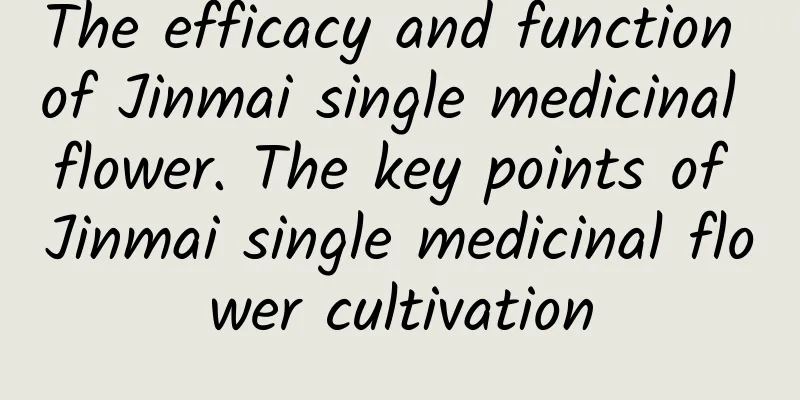 The efficacy and function of Jinmai single medicinal flower. The key points of Jinmai single medicinal flower cultivation