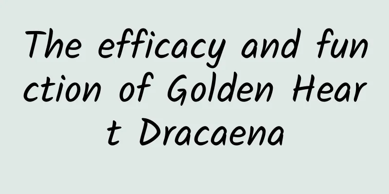 The efficacy and function of Golden Heart Dracaena