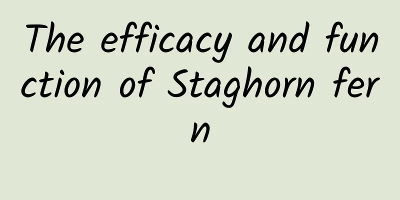 The efficacy and function of Staghorn fern