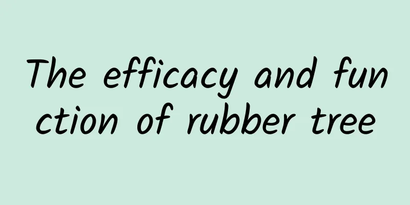 The efficacy and function of rubber tree