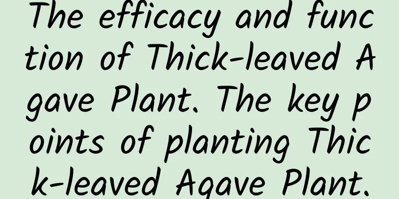 The efficacy and function of Thick-leaved Agave Plant. The key points of planting Thick-leaved Agave Plant.