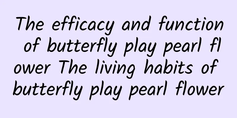 The efficacy and function of butterfly play pearl flower The living habits of butterfly play pearl flower