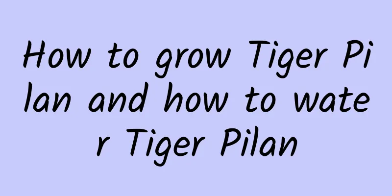 How to grow Tiger Pilan and how to water Tiger Pilan