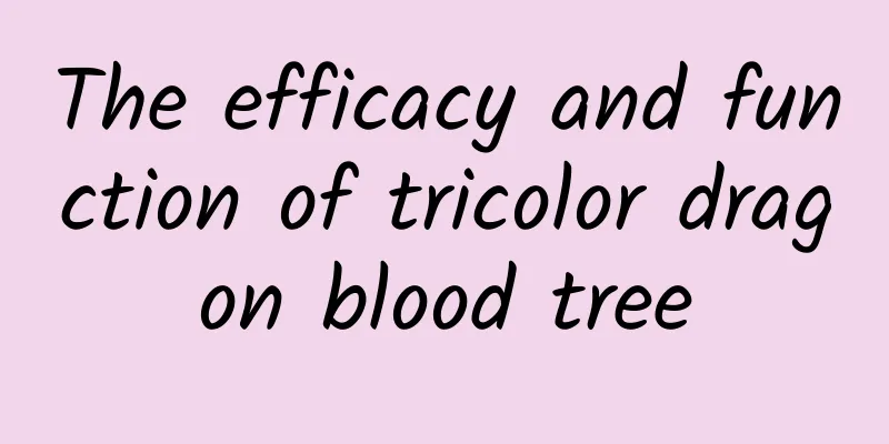 The efficacy and function of tricolor dragon blood tree