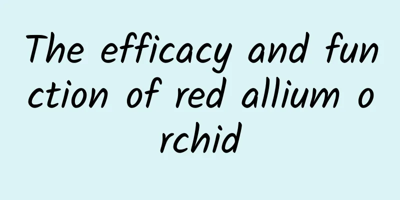 The efficacy and function of red allium orchid