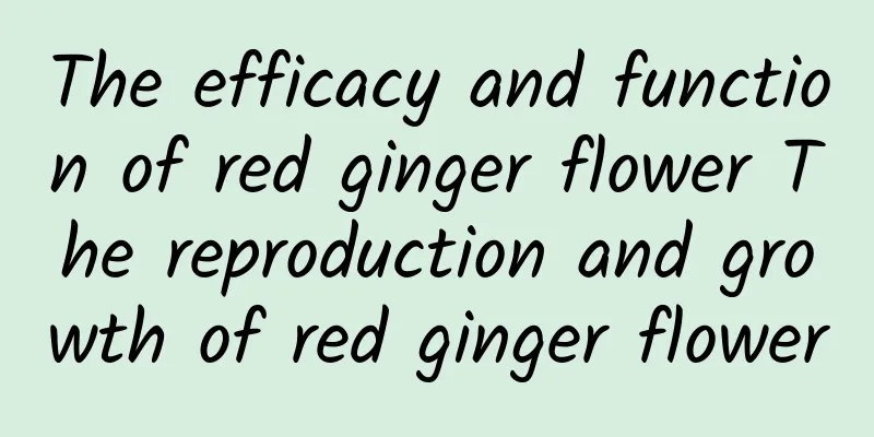 The efficacy and function of red ginger flower The reproduction and growth of red ginger flower