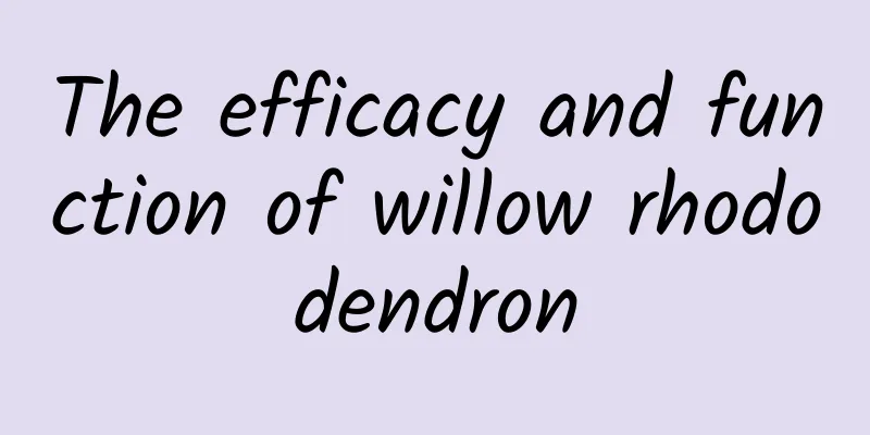 The efficacy and function of willow rhododendron