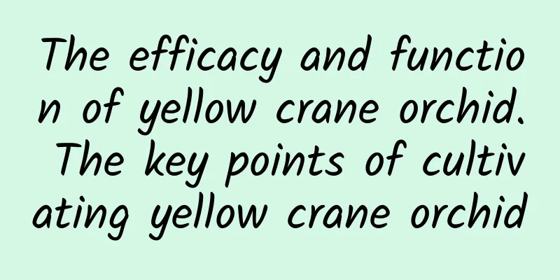 The efficacy and function of yellow crane orchid. The key points of cultivating yellow crane orchid