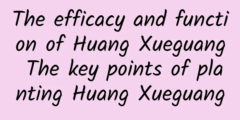 The efficacy and function of Huang Xueguang The key points of planting Huang Xueguang