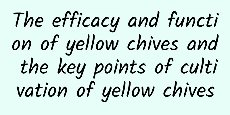 The efficacy and function of yellow chives and the key points of cultivation of yellow chives