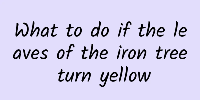 What to do if the leaves of the iron tree turn yellow