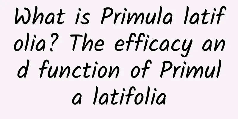 What is Primula latifolia? The efficacy and function of Primula latifolia