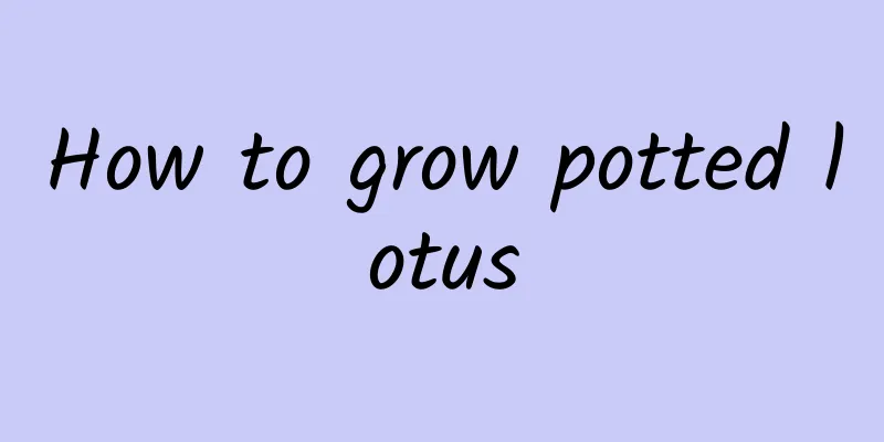 How to grow potted lotus