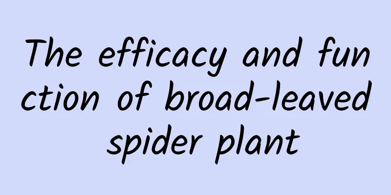 The efficacy and function of broad-leaved spider plant