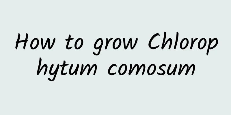 How to grow Chlorophytum comosum