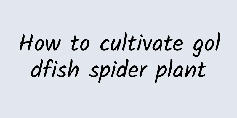 How to cultivate goldfish spider plant