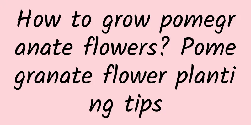 How to grow pomegranate flowers? Pomegranate flower planting tips