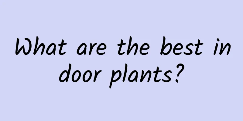 What are the best indoor plants?