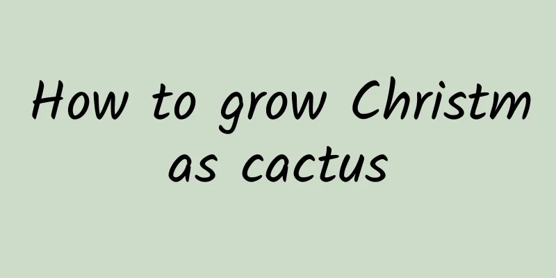 How to grow Christmas cactus