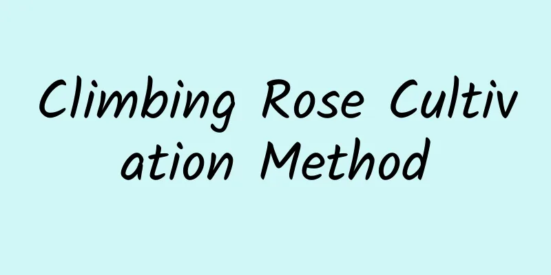 Climbing Rose Cultivation Method