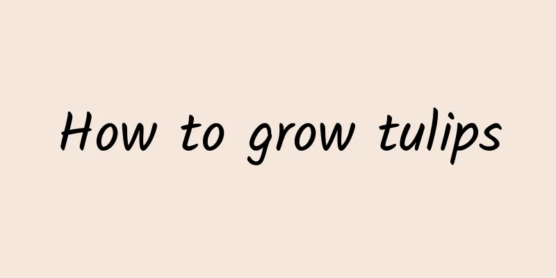 How to grow tulips